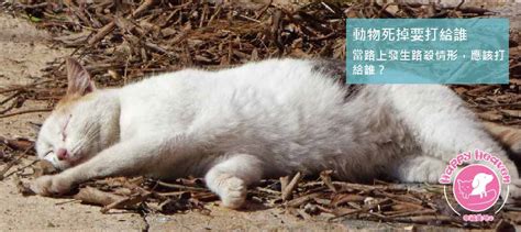 小動物死掉怎麼處理|寵物離世後 — 我要怎麼辦？5 個 離世寵物溝通 最想問。